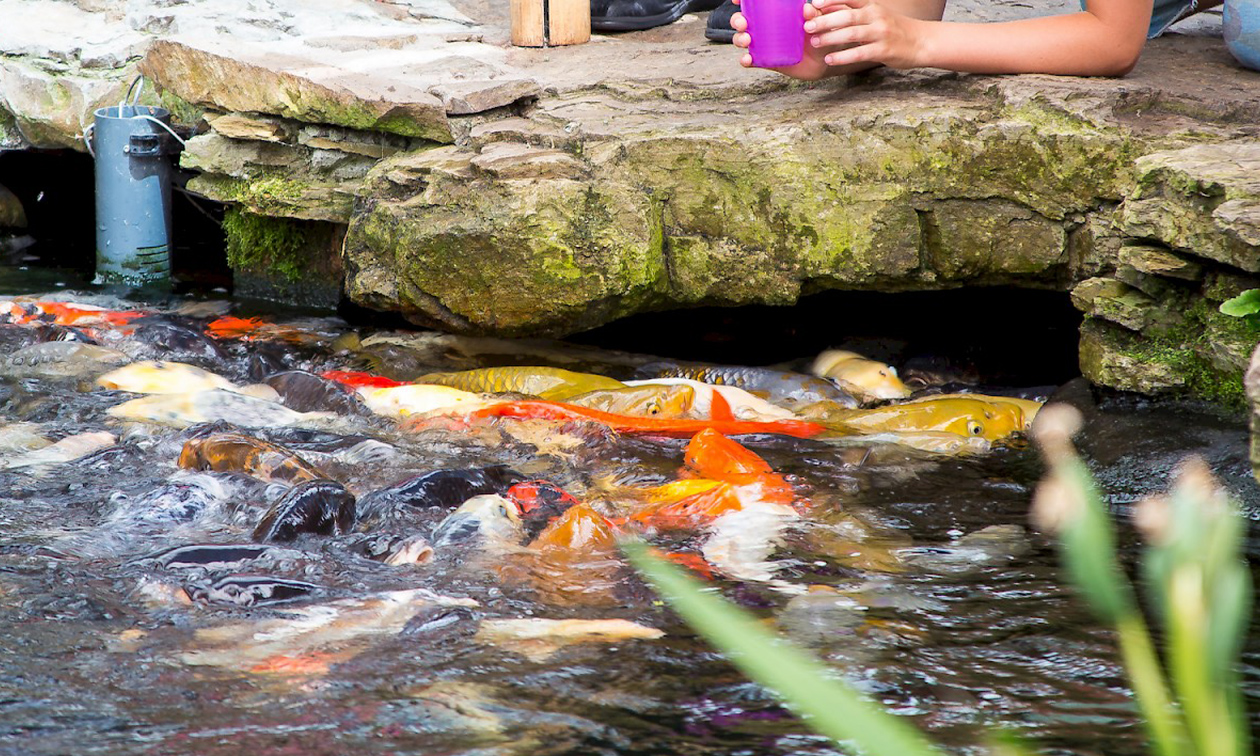 Restaurant Watertuin Naaldwijk