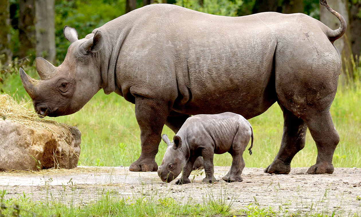 Safaripark + Speelland Beekse Bergen