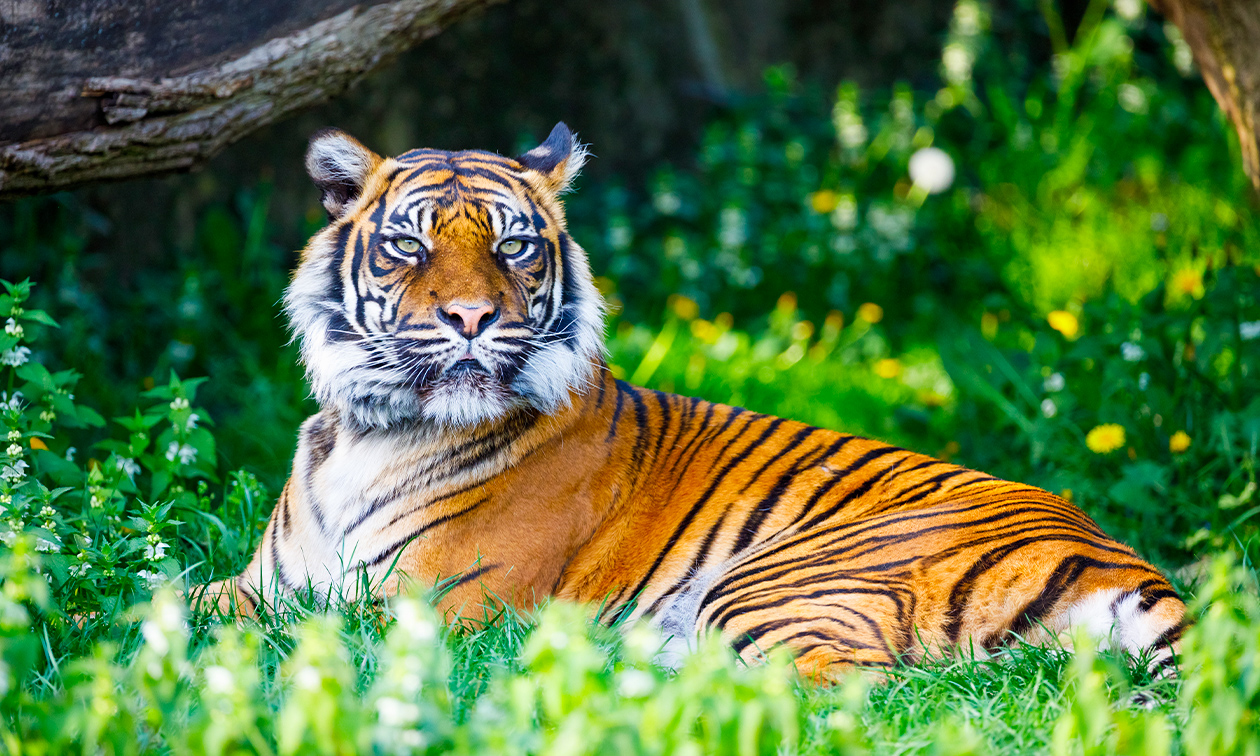 Social Deal Giftcard