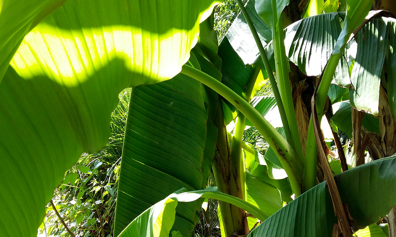 TU Delft Hortus Botanicus