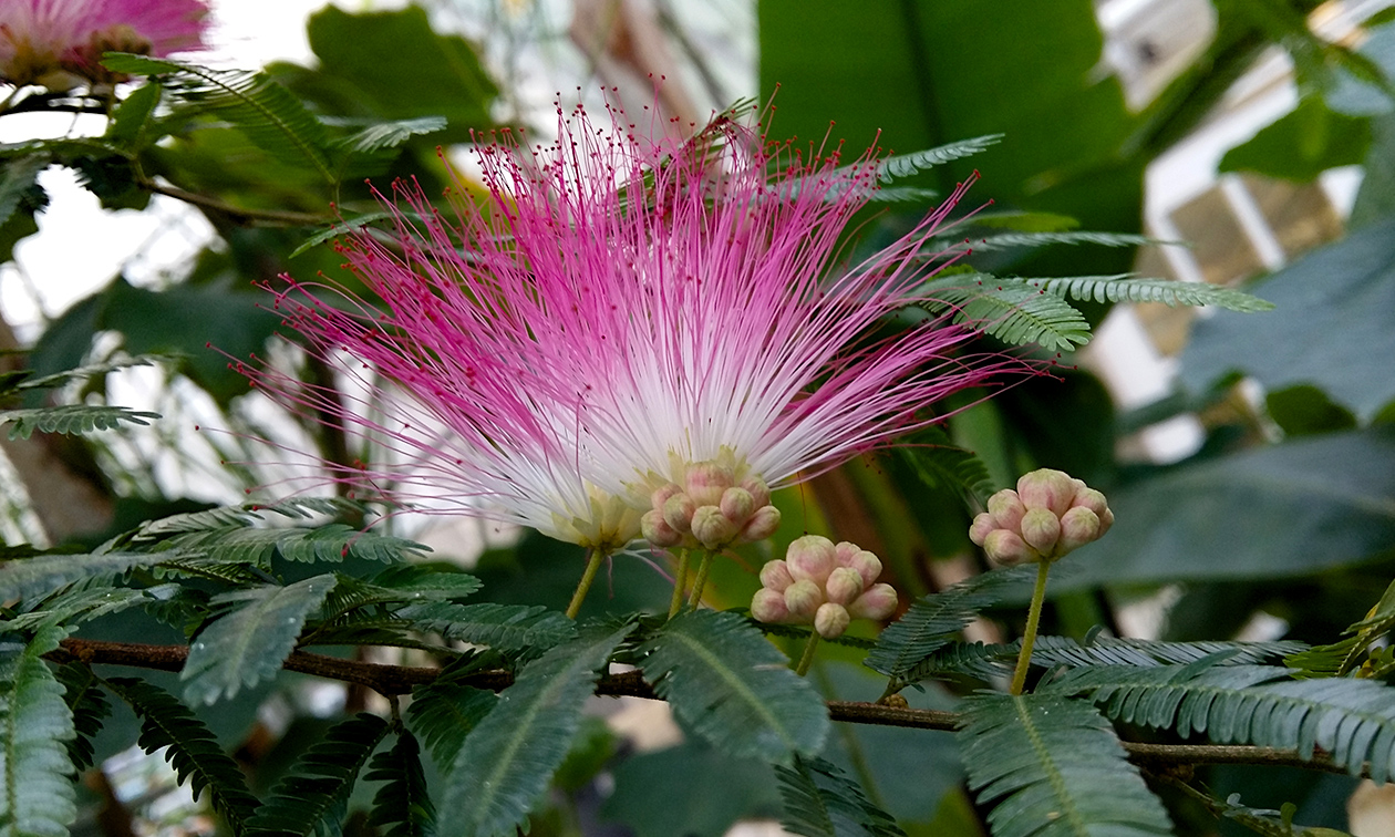 TU Delft Hortus Botanicus