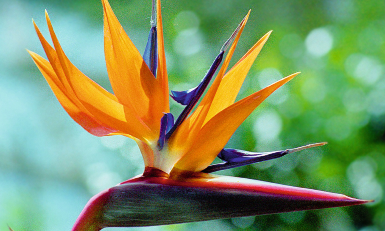 TU Delft Hortus Botanicus