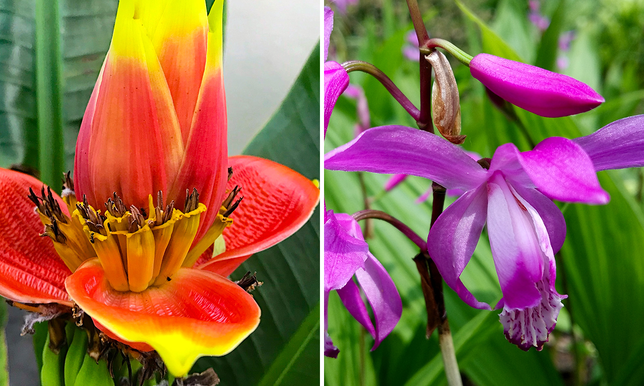 TU Delft Hortus Botanicus