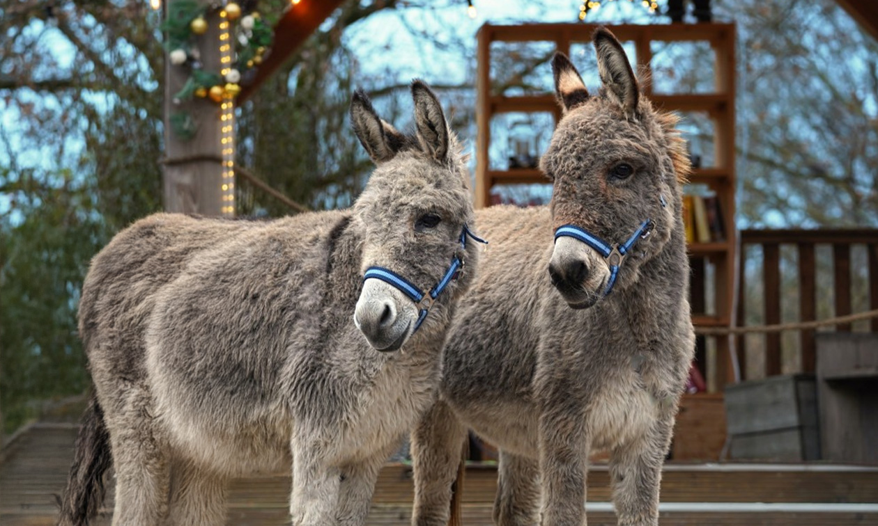 Vakantiepark Dierenbos