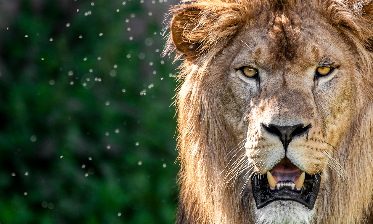 WILDLANDS Adventure Zoo Emmen