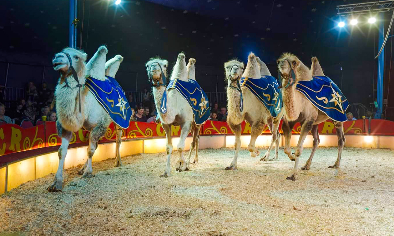Circus Renz Berlin