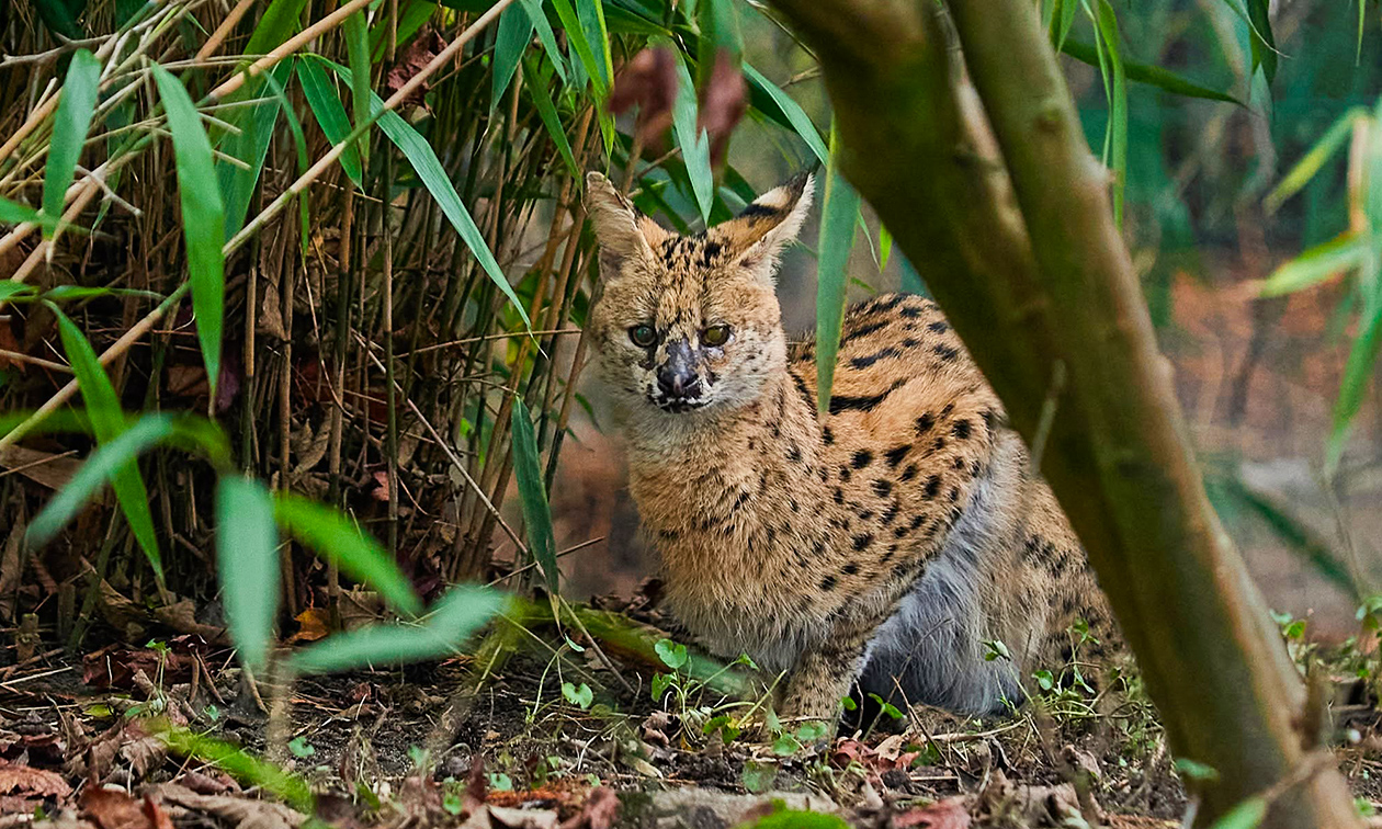 Zoo Krefeld