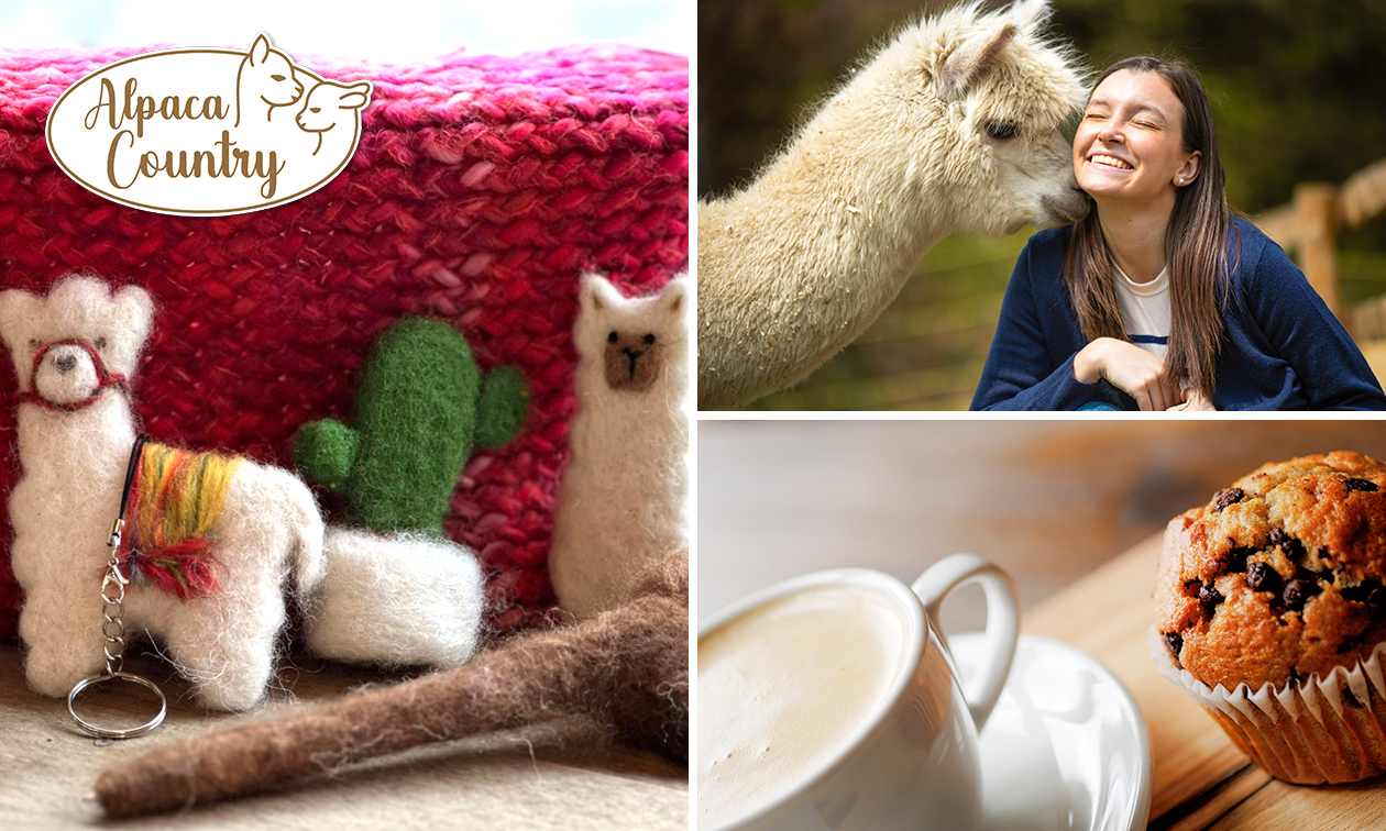 Creatieve workshop naaldvilten met alpacawol (2,5 uur)