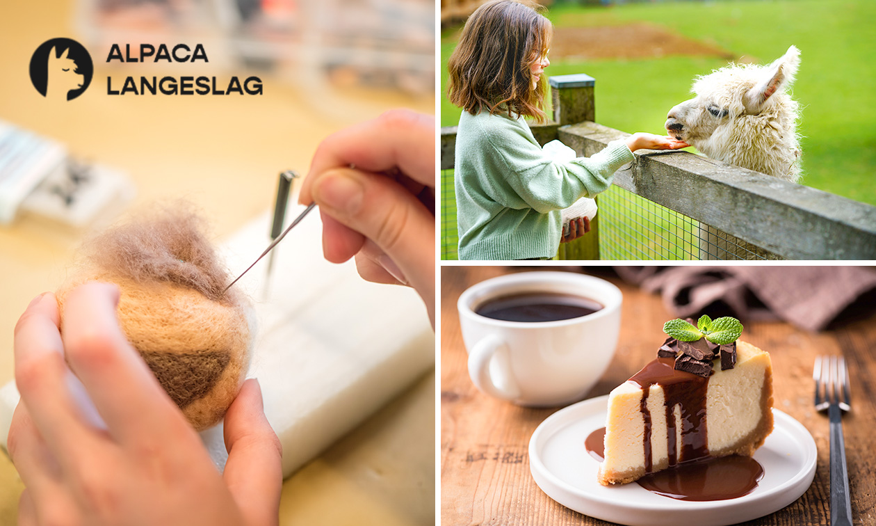 Workshop alpacawol vilten (3 uur) + drankjes + hapjes + meet & greet met alpaca's
