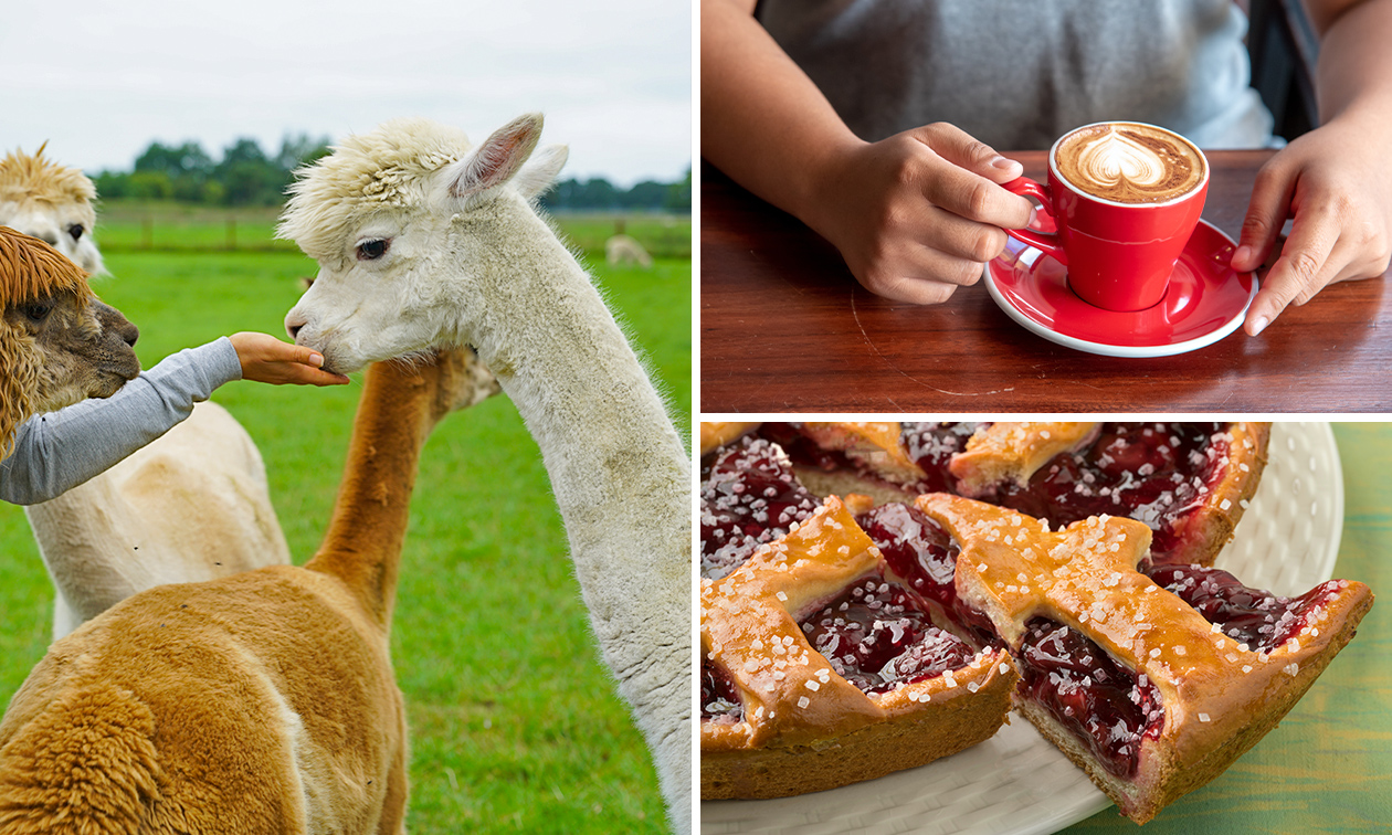 Alpaca experience (1,5 uur) + koffie/thee + gebak