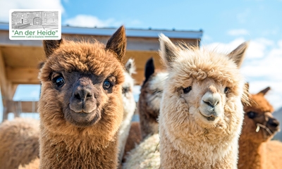 Meet & greet met alpaca's (90 min) + taart + koffie of thee