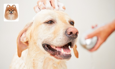 1 of 5 sessies milky bath spa of ozontherapie-behandeling voor honden