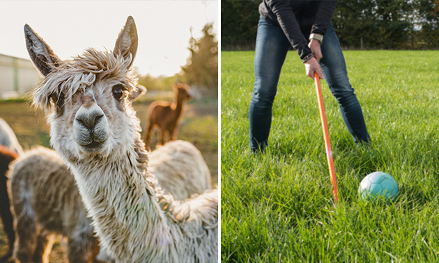 Alpaca-golf + drankje bij Beleefboerderij Heierhof