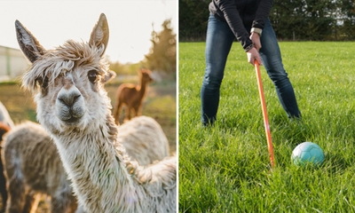 Alpaca-golf (1,5 uur) of alpacawandeling (75 min) bij Beleefboerderij Heierhof