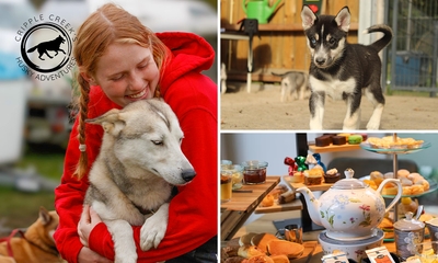 Knuffelen (30 min) en/of wandelen (45 min) met husky's + evt. high tea