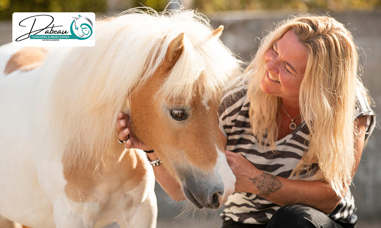 Individuele coachingsessie met paarden (60 of 90 min)