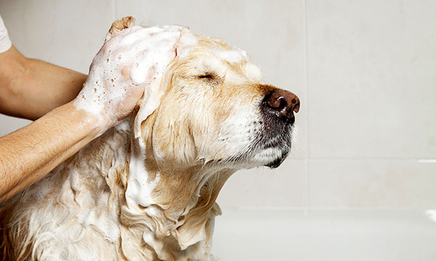 Wasbeurt voor jouw hond