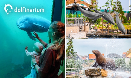Dolfinarium in Harderwijk: voordelig dagje uit via Social Deal