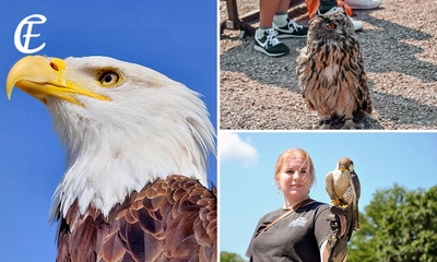 Dagentree voor Falconcrest