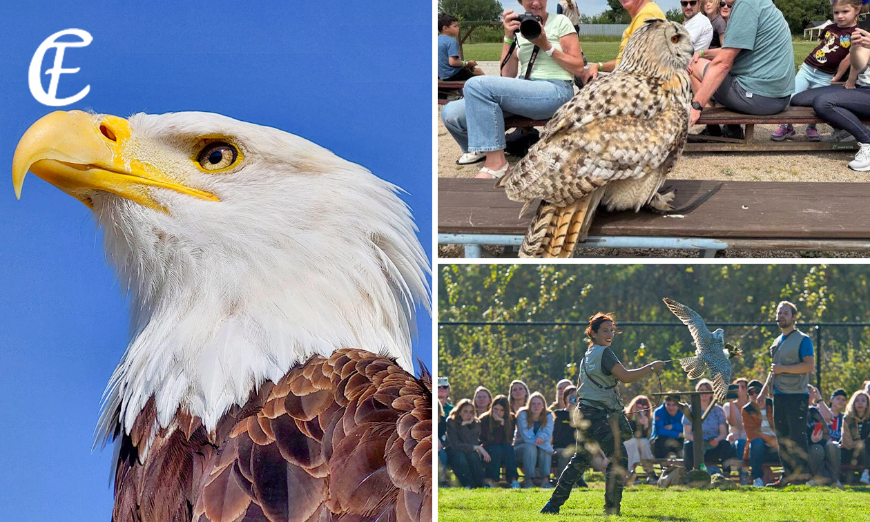 Dagentree voor Falconcrest