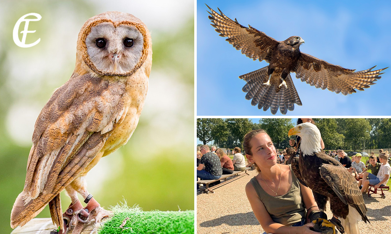 Dagentree voor Falconcrest