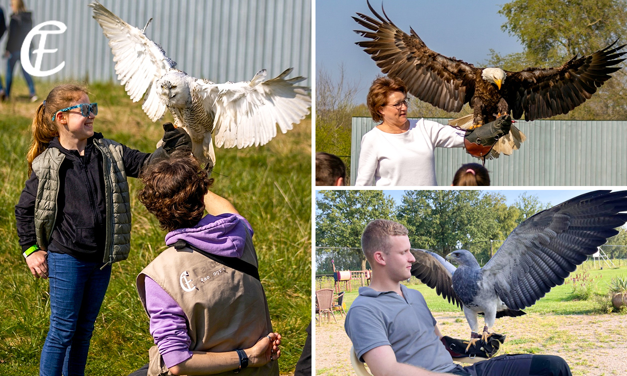 Valkeniersworkshop (3 uur) bij Falconcrest