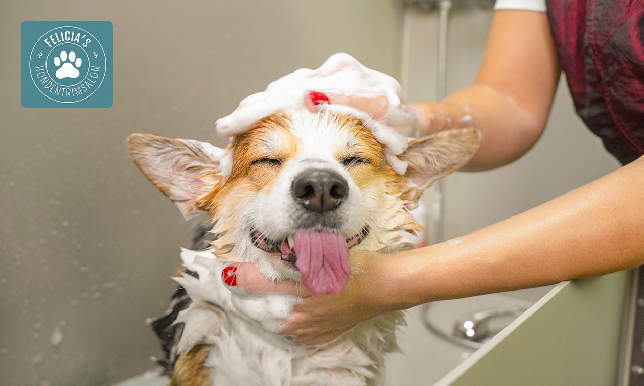 Trimbehandeling voor je hond