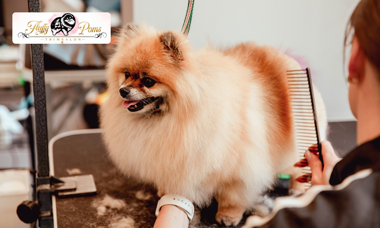 Was- en/of trimbehandeling voor kleine honden
