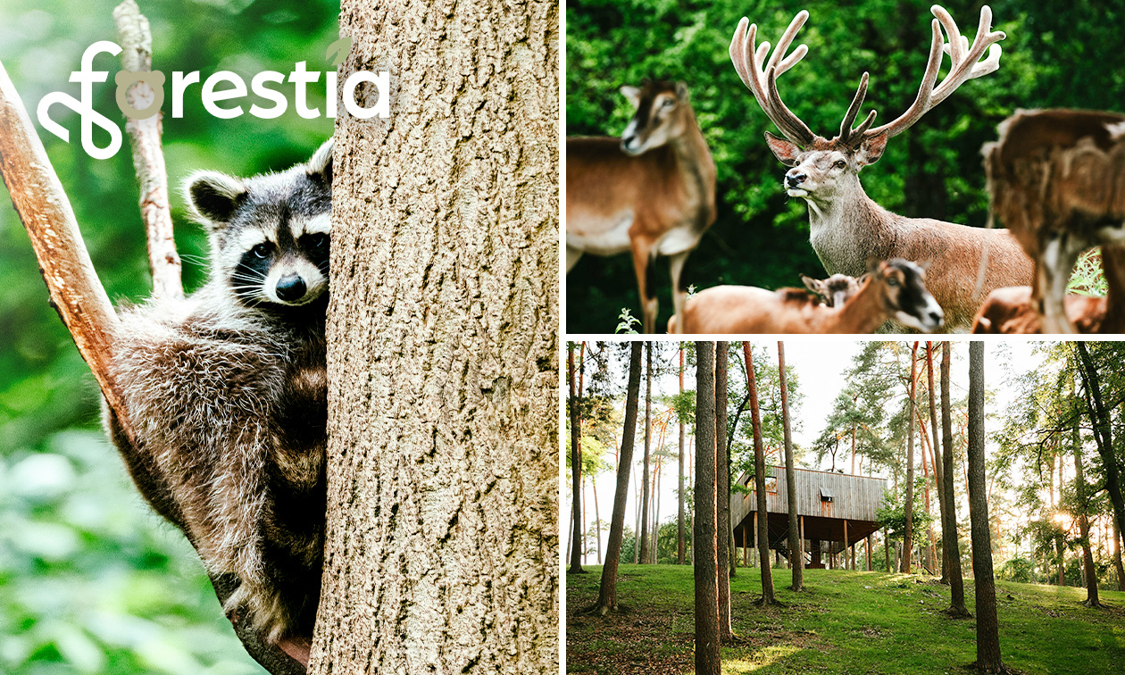 Eintritt in den Tierpark Forestia in der Nähe von Spa
