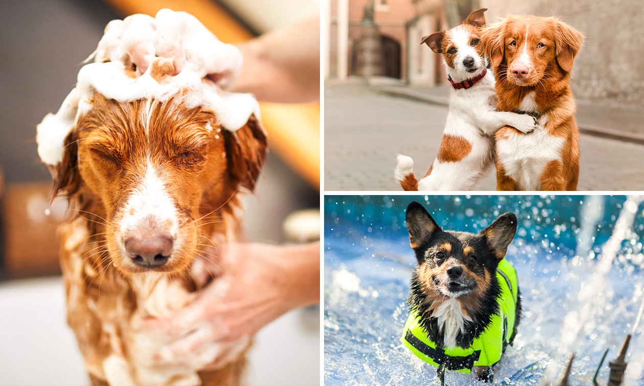 Toilettage ou séance d'hydrothérapie pour chiens près de Renaix