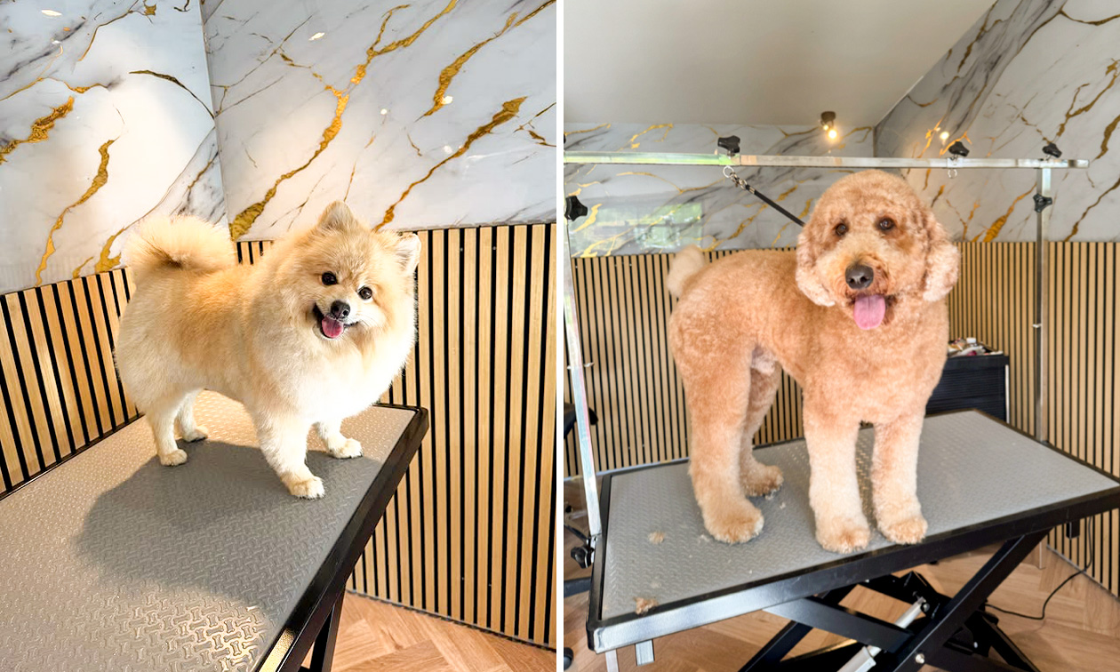 Trim- of wellnessbehandeling voor honden