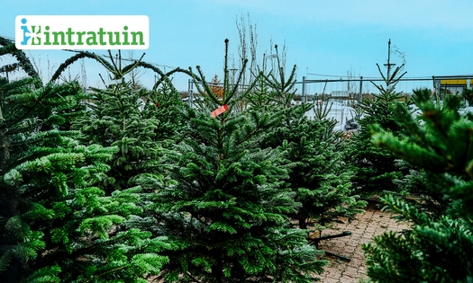 Kerstboom bij Intratuin