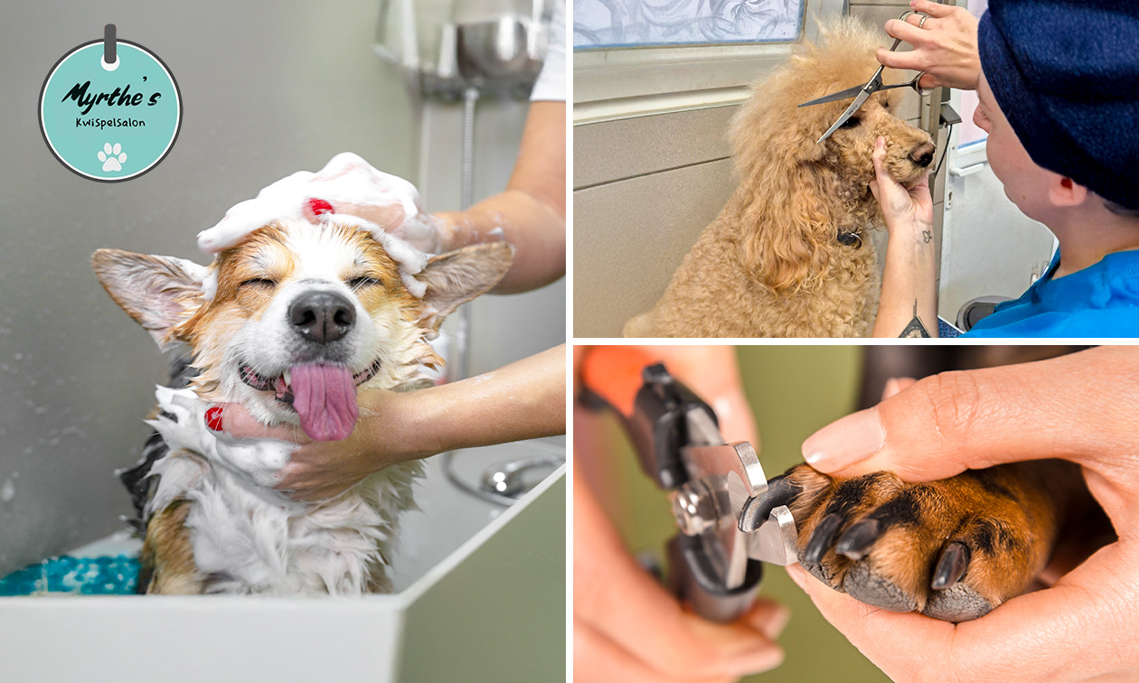 Trim- of wellnessbehandeling voor je hond