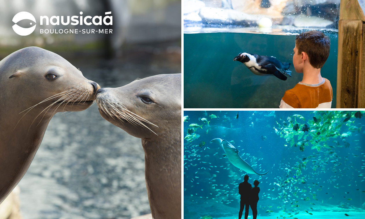 Entree voor Nausicaá + audiogids in Boulogne-sur-Mer