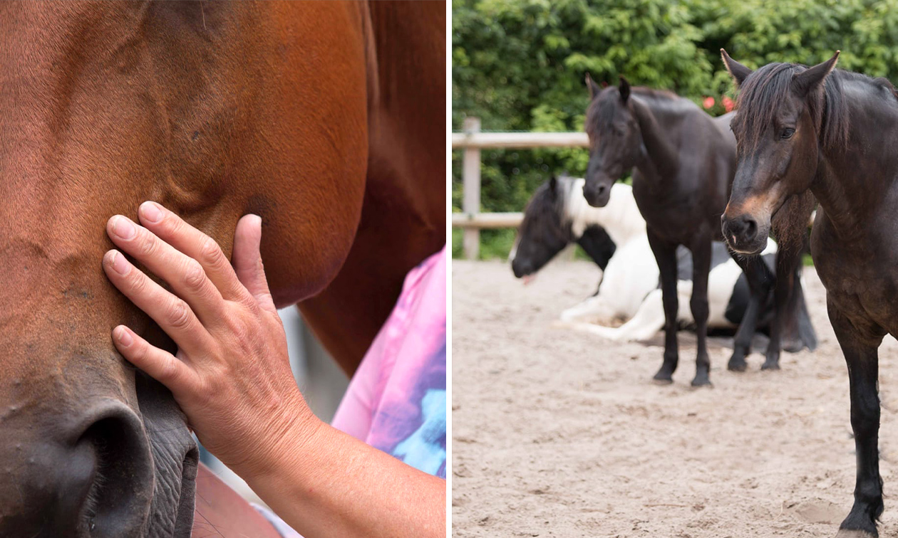 Paardentherapie (90 min)
