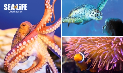 Entree voor SEA LIFE Oberhausen + digitaal fotopakket