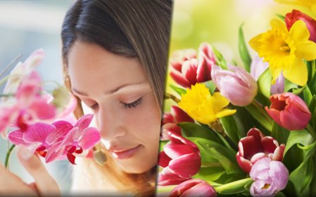 Bloemen en planten Bloemen en planten