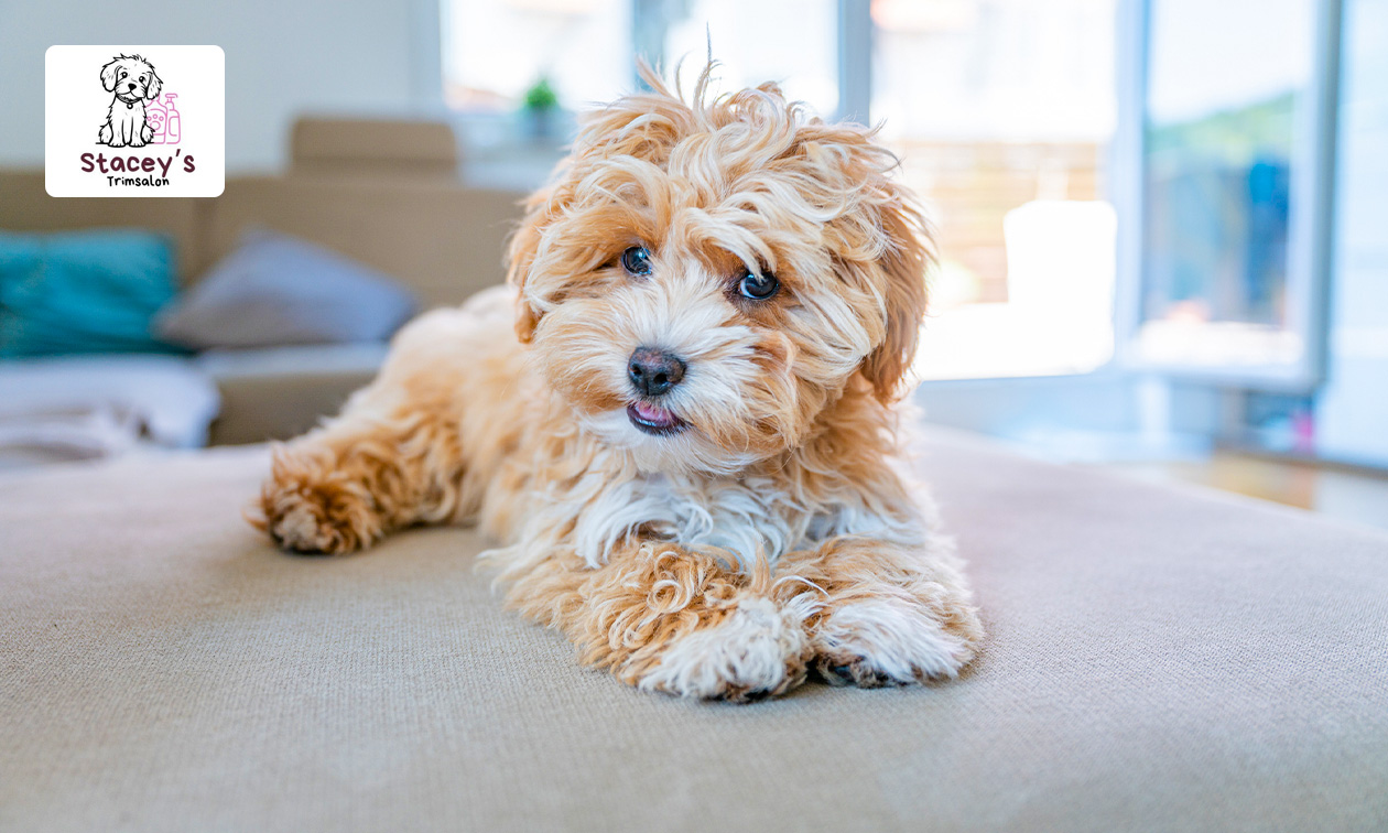 Was-, trim- of scheerbehandeling voor je hond