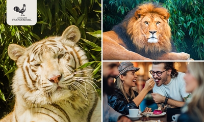 Backstage bij Stichting Leeuw (2,5 uur) + VR experience + koffie/thee + gebak