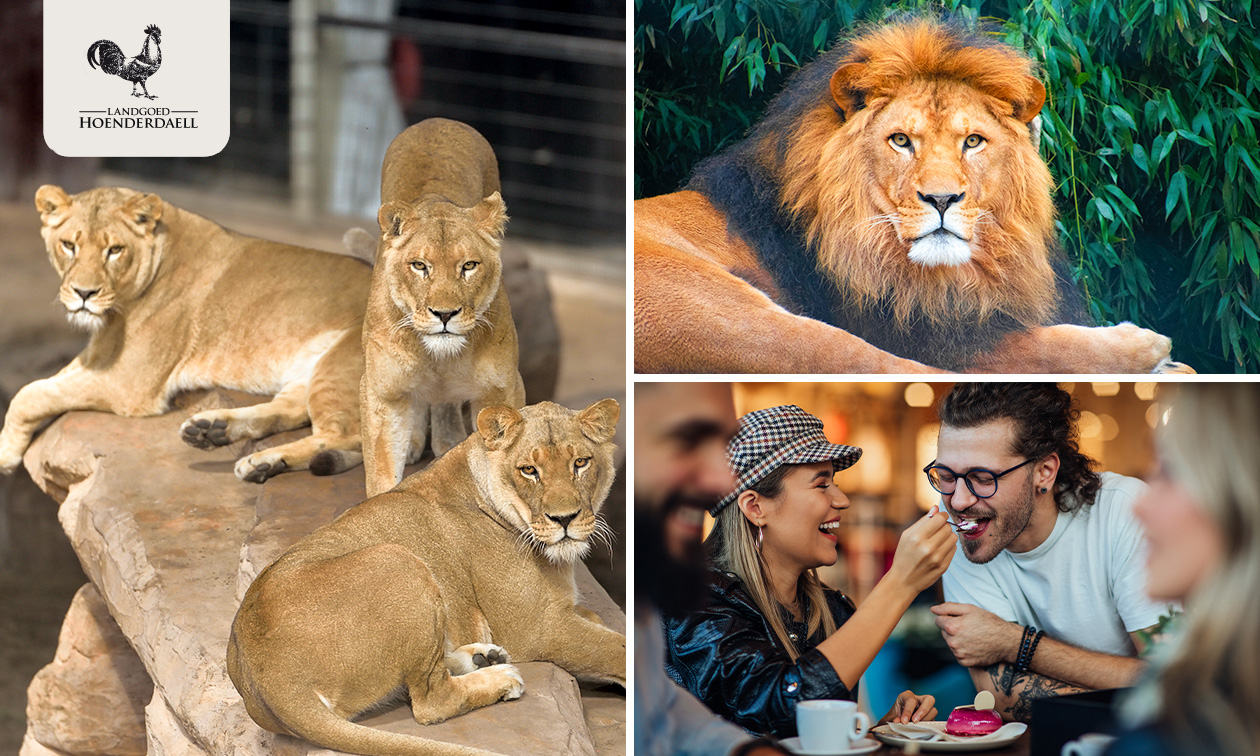 Backstage bij Stichting Leeuw (2,5 uur) + VR experience + koffie/thee + gebak