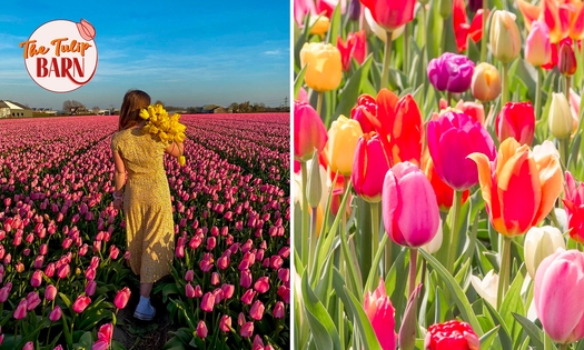 Entree tulpenlandschap (1 uur) + drankje + gebak