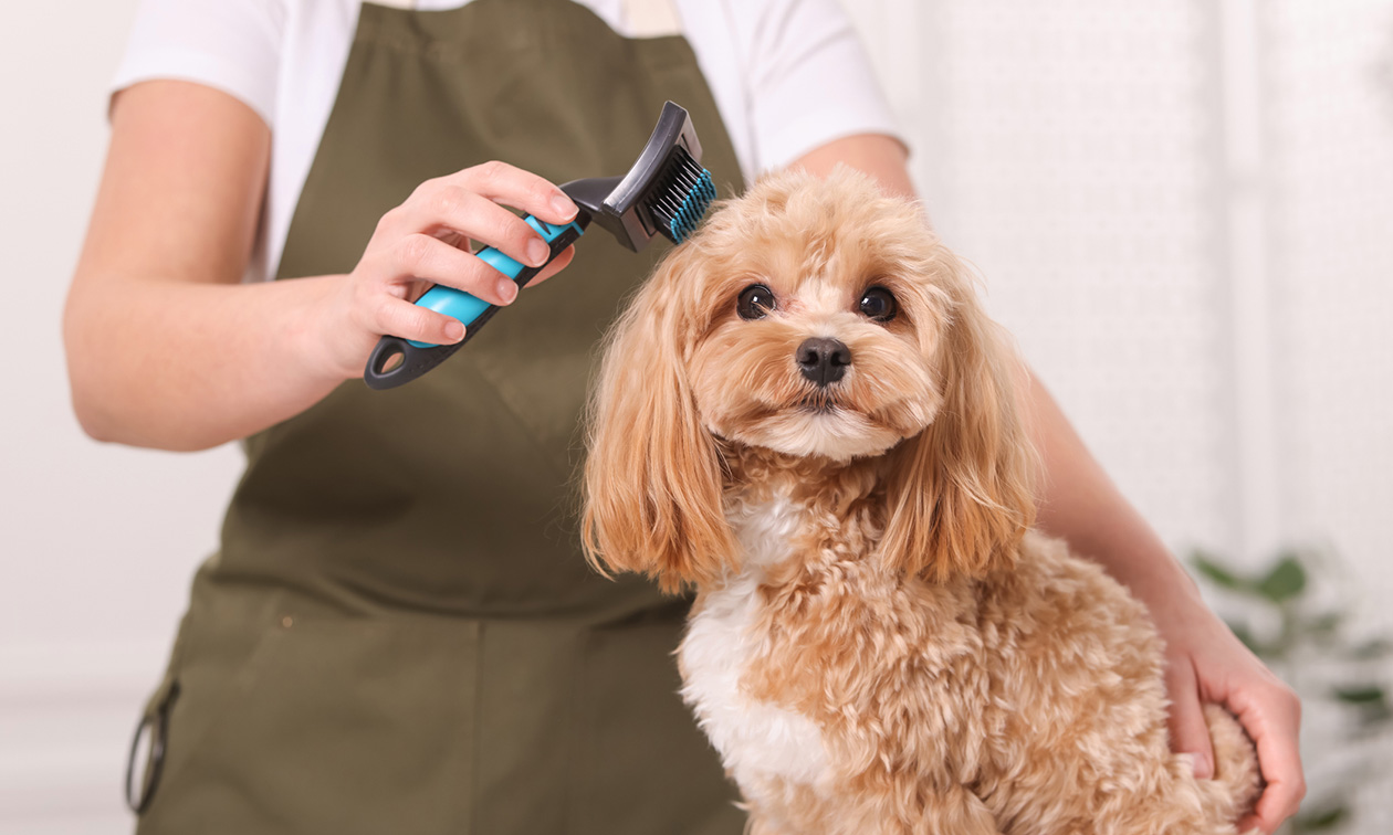 Trim-, pluk- of wellnessbehandeling voor je hond