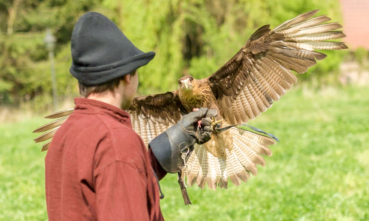 Roofvogelworkshop (2 uur) + drankje + versnaperingen