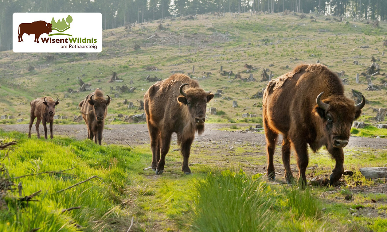 Eintritt in die Wisent Wildnis Wittgenstein