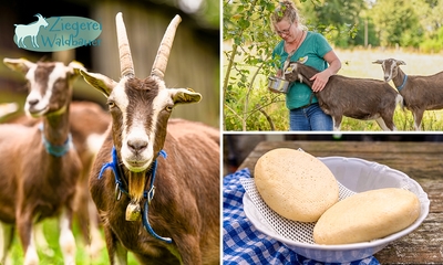 Ziegen streicheln und melken + Ziegenwandern (3 Std.) oder Ziegenkäse-Workshop (5 Std.)