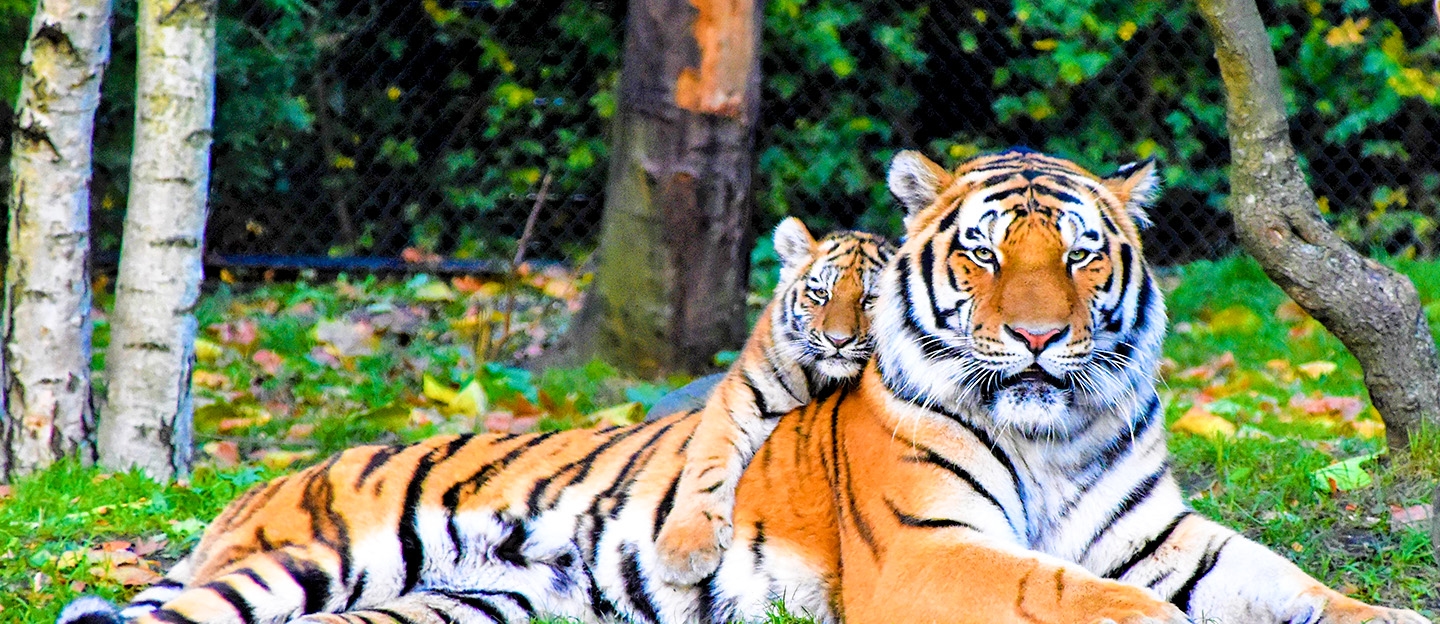 Dierentuindeals met tot wel 70% korting in de omgeving van Zeeland