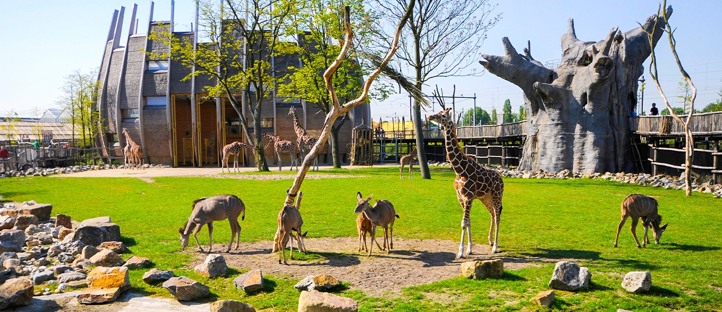 Diergaarde Blijdorp: ontdek de best bezochte dierentuin van Nederland