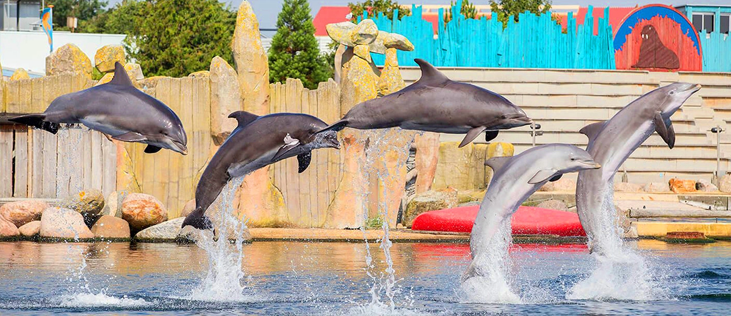 https://images.socialdeal.nl/img/dp-header-desktop-dolfinarium2.jpg