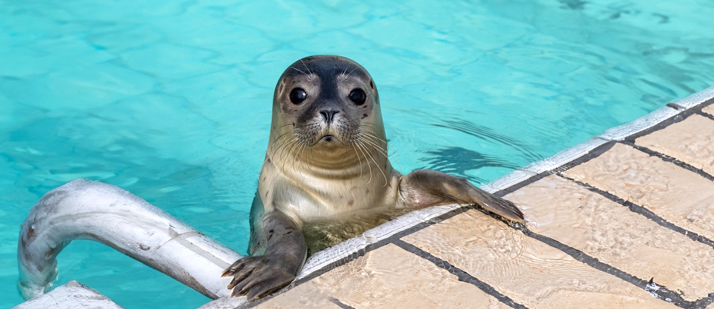 Zeehondencentrum Pieterburen: spot zeehonden met korting via Social Deal