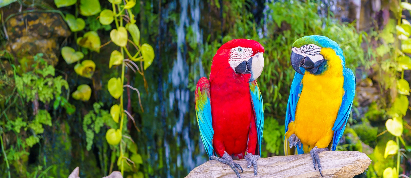 Papegaaienpark Zoo Veldhoven: met korting vogels spotten via Social Deal